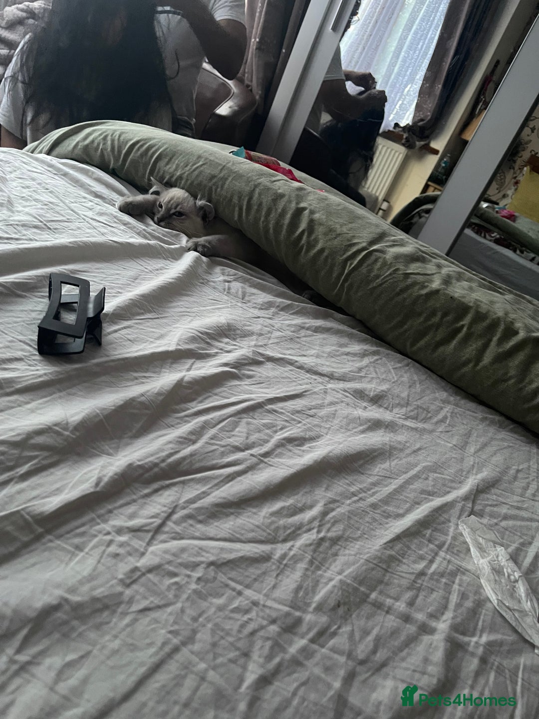 Maine Coon cats for sale: 2 pure mainecoon kittens ready now to leave  - Image 25