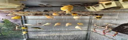 Finches birds for sale: Selling Zebra Finch £10 each - Advert 8