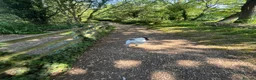 Mixed Breed dogs for sale: Male neutered sprocker cross to be rehomed - Advert 5