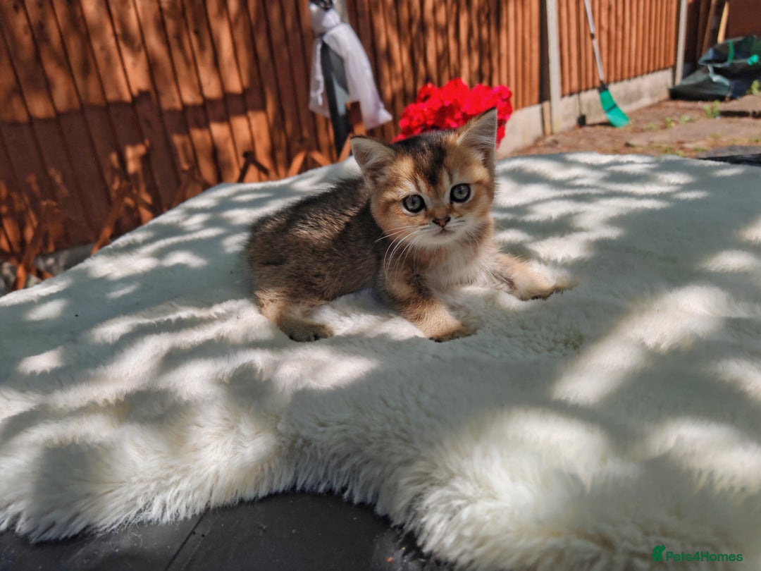 Scottish Fold cats for sale: Ordish street 21 in Burton-on-Trent - Image 3
