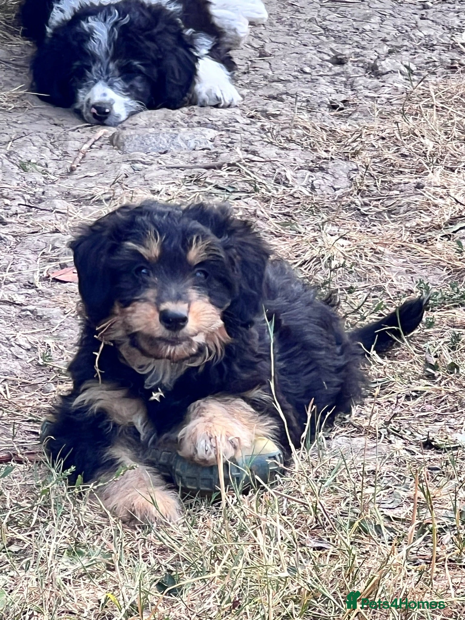 Mixed Breed dogs Lassie/Border Collie X Miniature Poodle - Advert 1