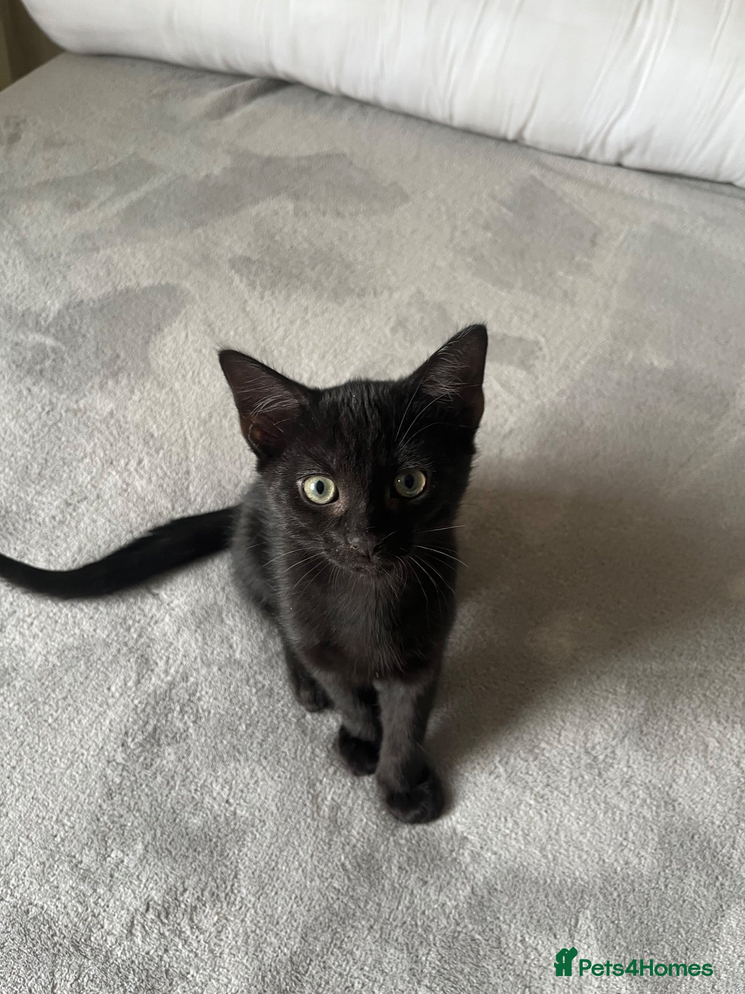 Mixed Breed cats Last gorgeous male kitten 🐾🤍 - Advert 13