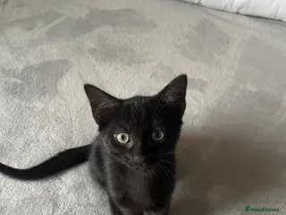 Mixed Breed cats Last gorgeous male kitten 🐾🤍 - Advert 15