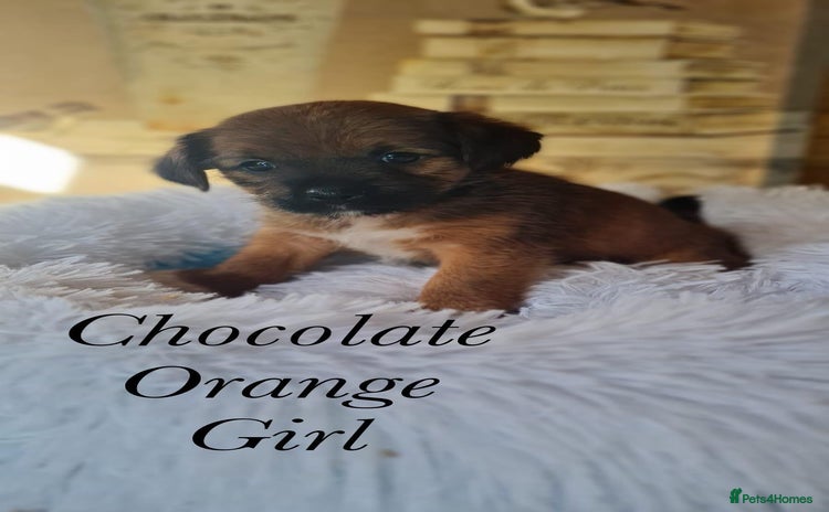 Shorkie dogs - Advert 9