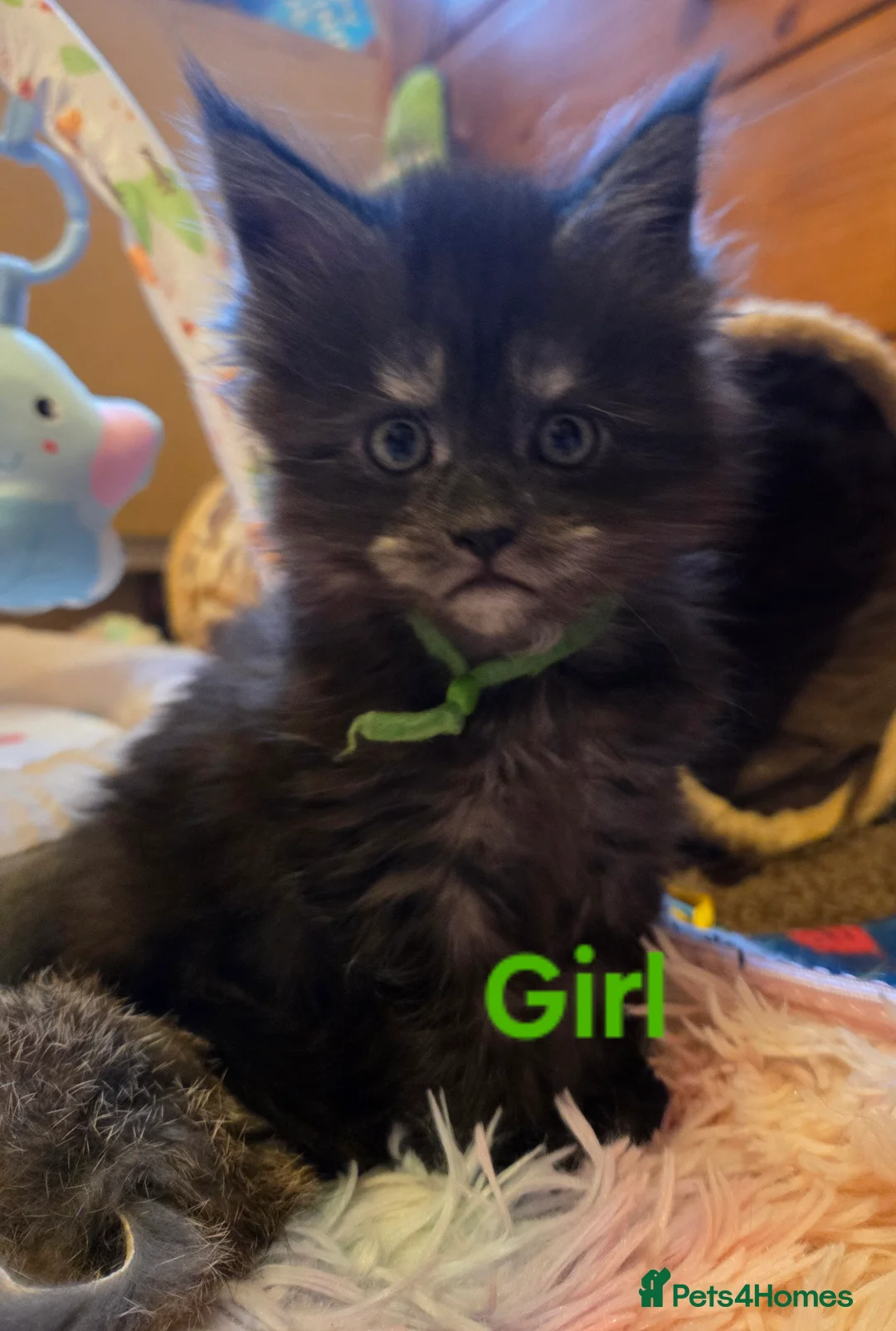 Maine Coon cats for sale: Tica reg Mainecoon kittens 1 boy left - Advert 5