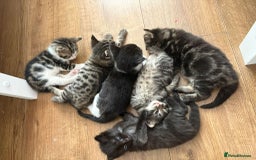 British Longhair cats for sale: Beautiful kittens for sale - Image 1