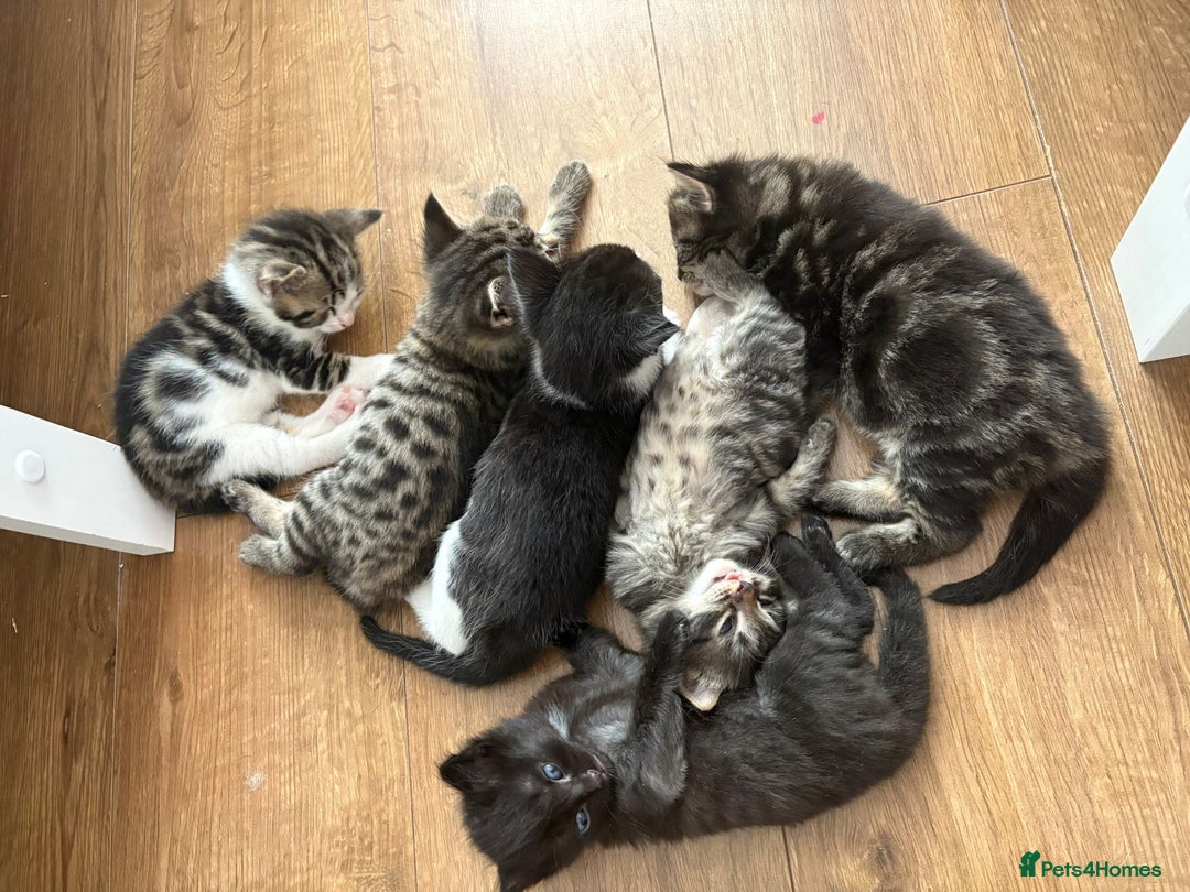 British Longhair cats for sale: Beautiful kittens for sale - Image 1