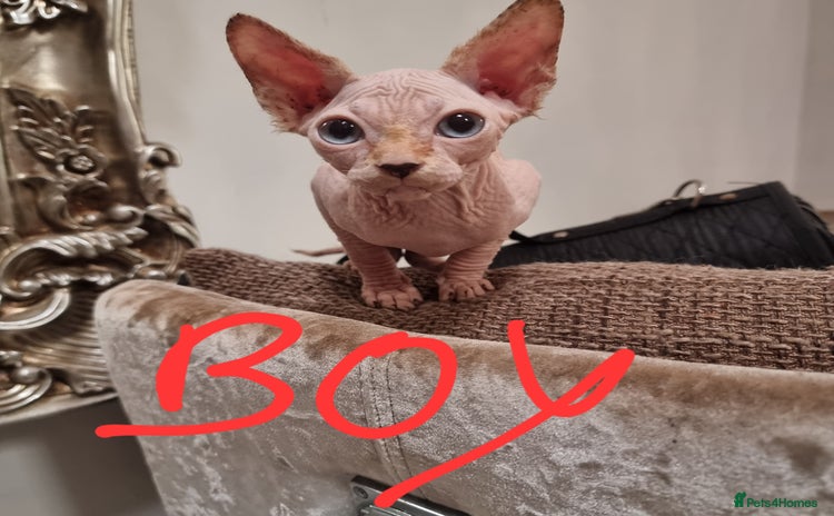 Sphynx cats - Advert 3