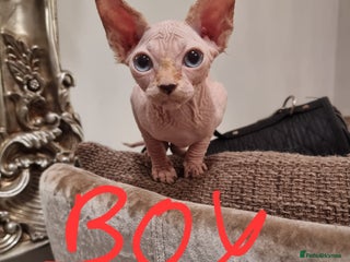 Sphynx cats - Advert 1