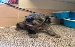 Mixed Breed dogs for sale: Sproodles - Image 7