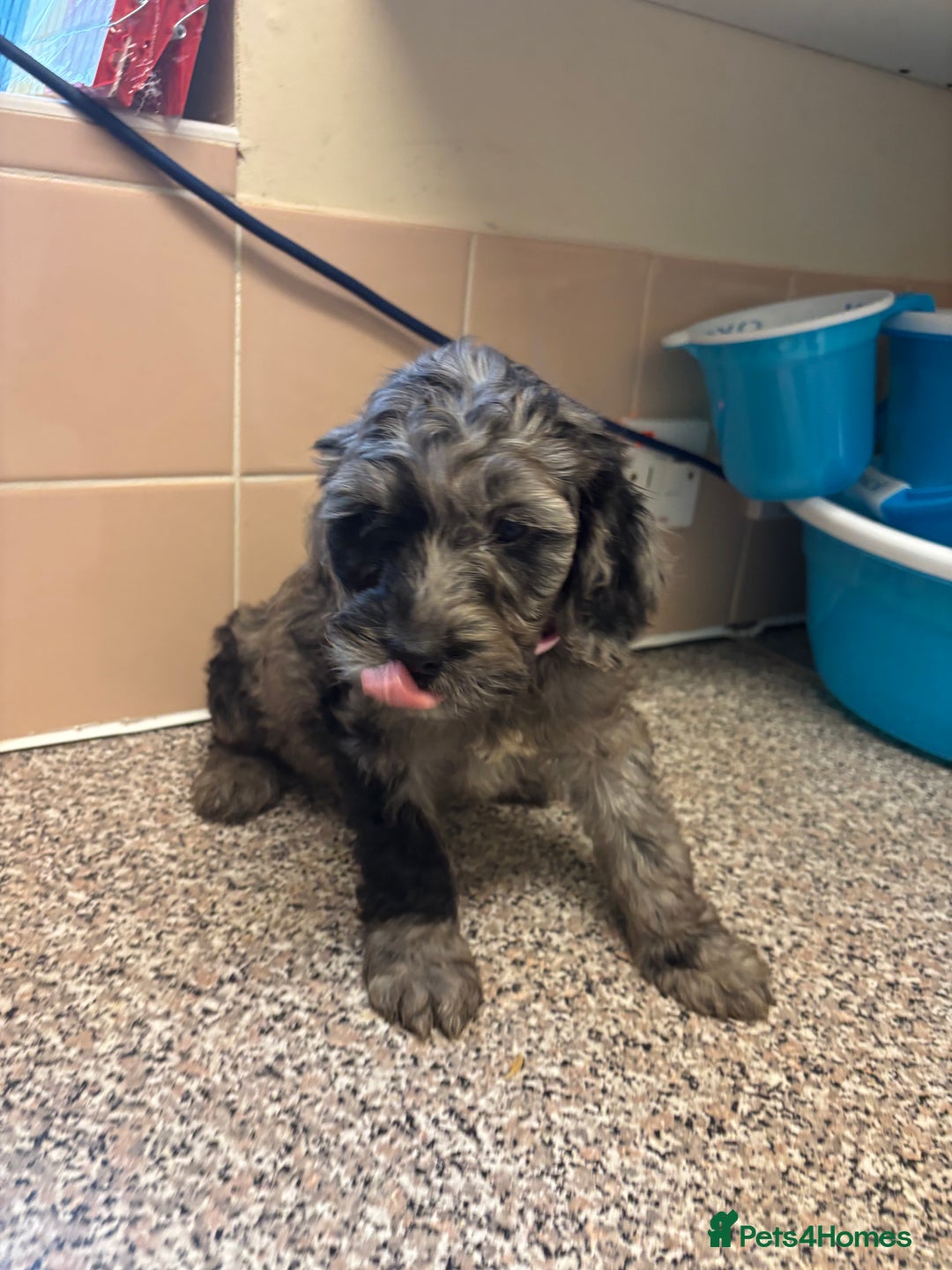 Mixed Breed dogs for sale: Sproodles - Image 7