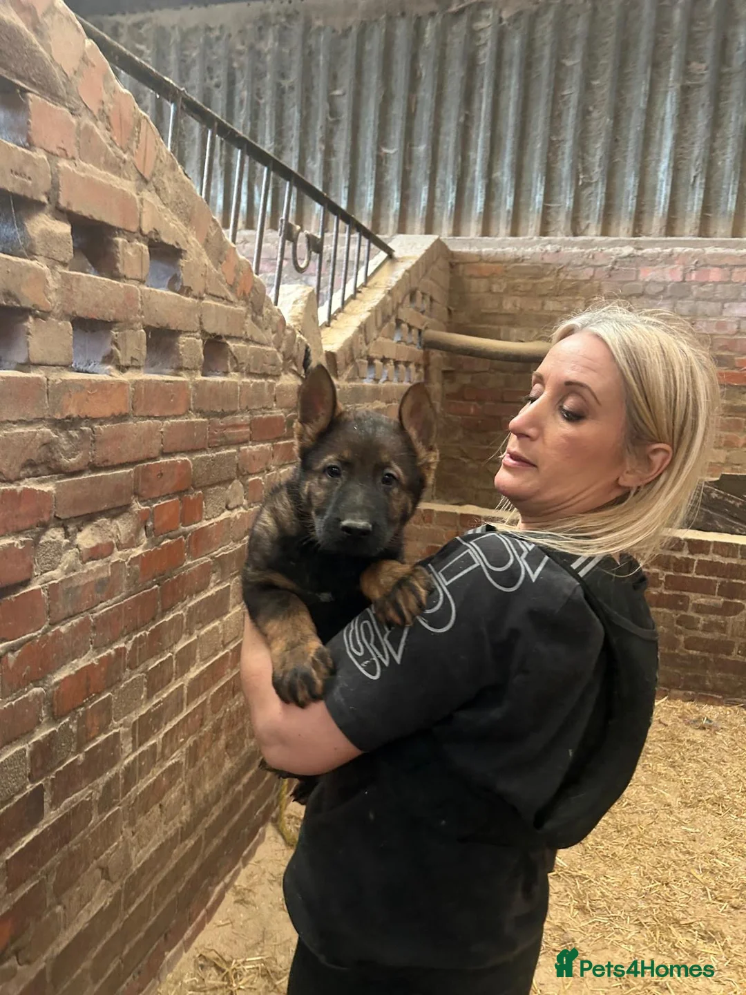 German Shepherd dogs for sale: Big beautiful German shepherd boys - Advert 10