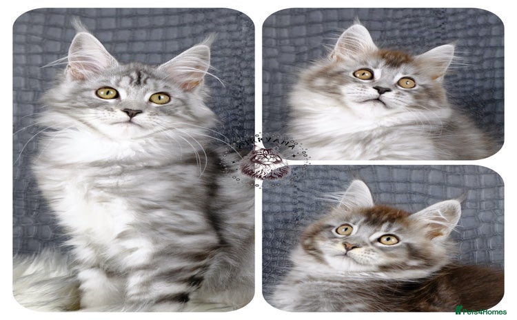 Maine Coon cats - Advert 2