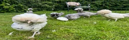 Chickens poultry for sale: Polish bantams - Advert 4