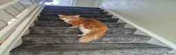 Maine Coon cats for sale: Stunning Maine Coons for sale must see 🥰 - Advert 3