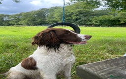 Sprocker dogs for sale: Sprocker Spaniel Puppies - Image 15