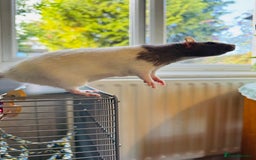 Rat rodents for sale: 4 female rats for sale  - Image 3