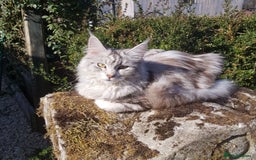 Maine Coon cats for sale: Maincoon cross Ragdoll kittens  - Image 19