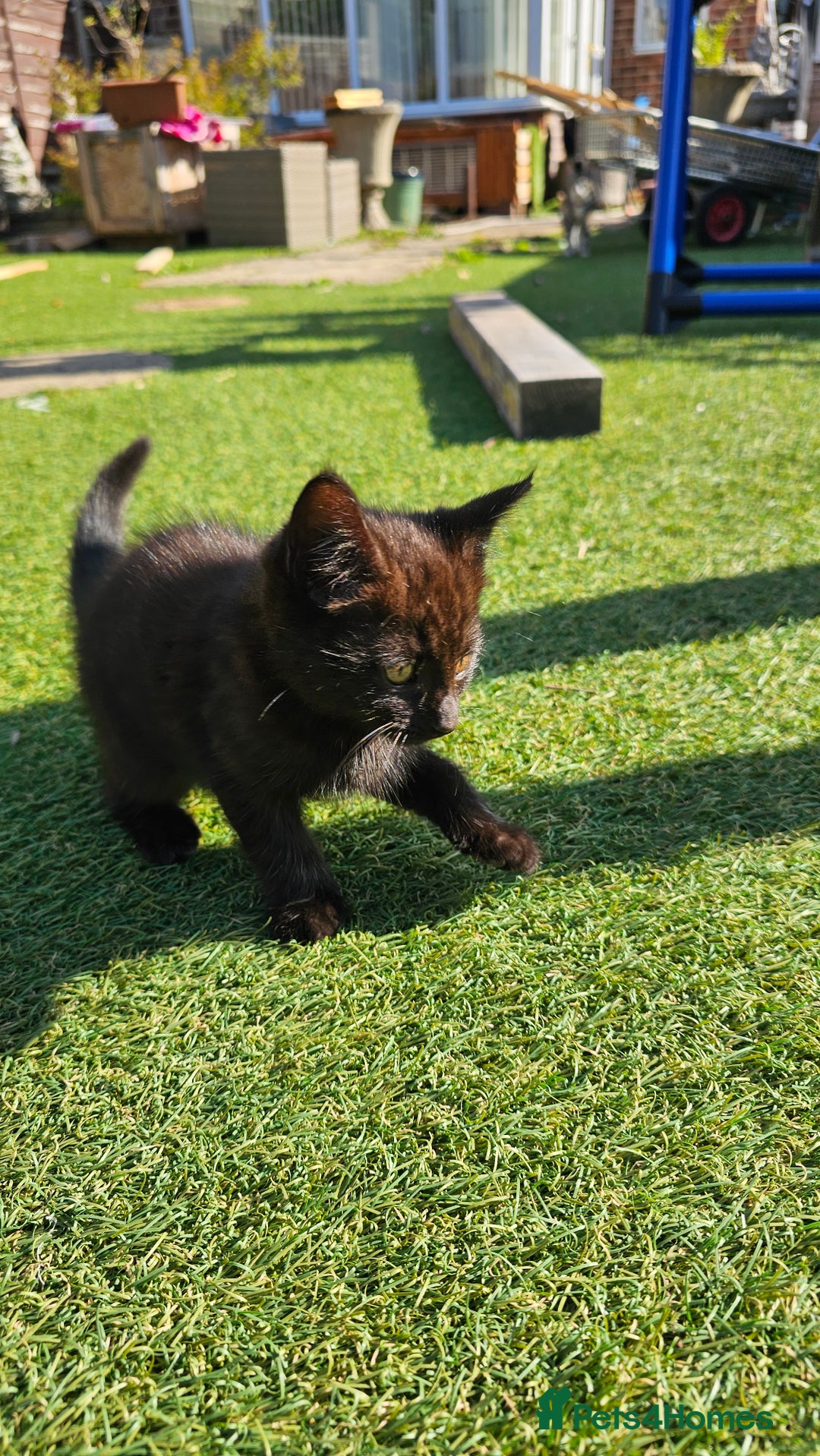 Mixed Breed cats for sale: Kittens  - Image 8