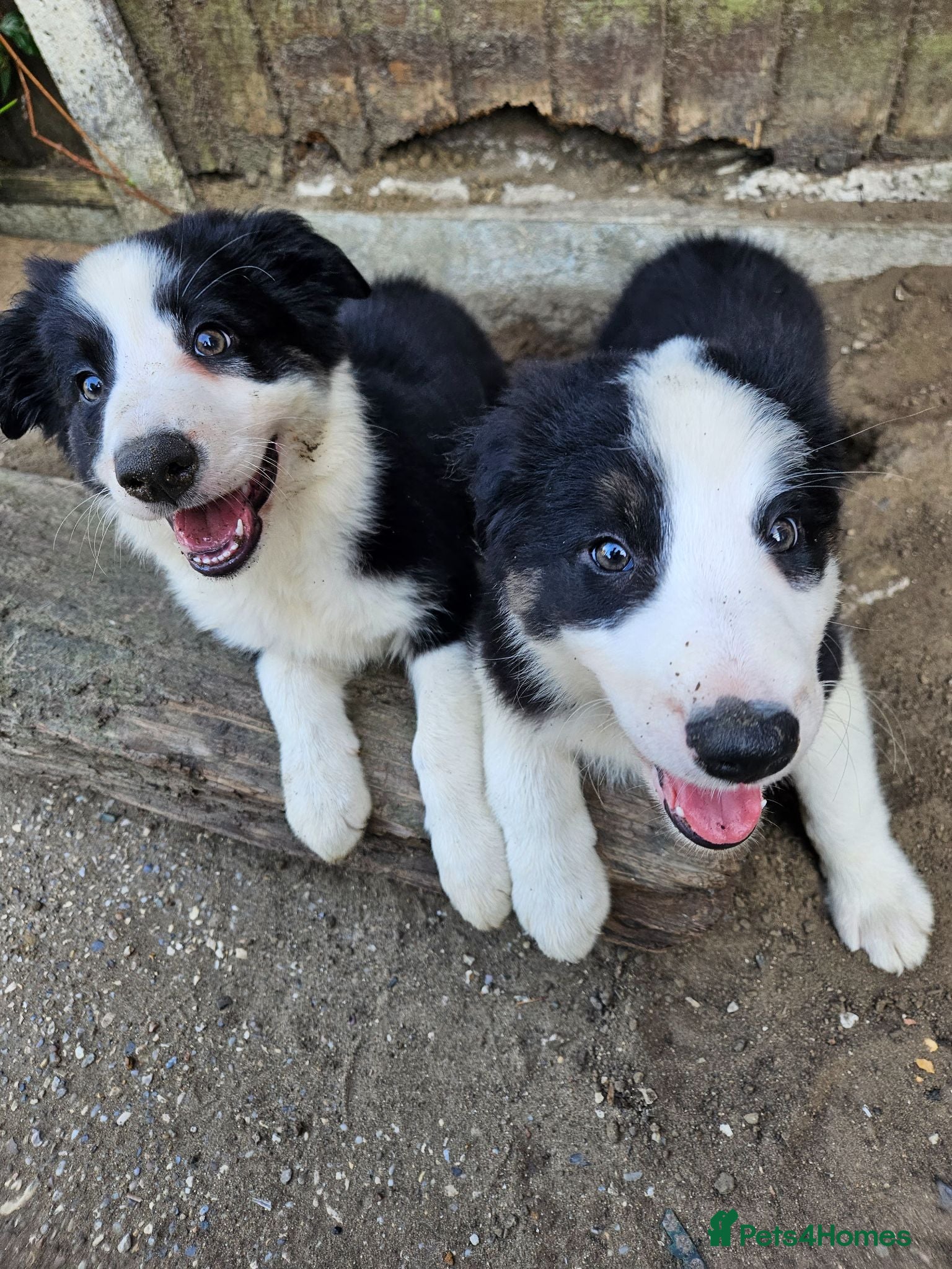 Border Collie dogs Only 2 Left! Border Collie Pups 🐶 Dam Clear!  - Advert 2