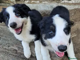 Border Collie dogs Only 2 Left! Border Collie Pups 🐶 Dam Clear! - Advert 2
