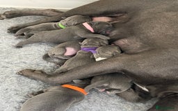 Staffordshire Bull Terrier dogs for sale: Exceptional Champion Pedigree, beautiful blues!! - Image 28