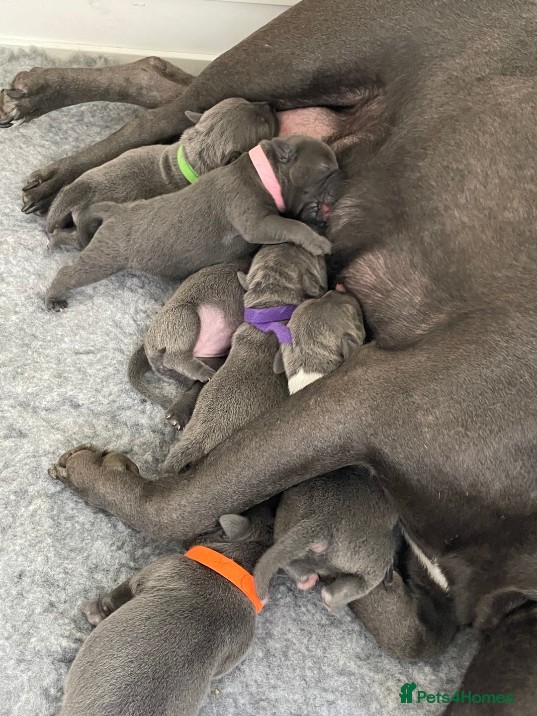 Staffordshire Bull Terrier dogs for sale: Exceptional Champion Pedigree, beautiful blues!! - Image 28