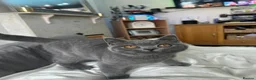 British Shorthair cats for sale: 🏆CHAMPION BLOODLINE 🏆 British shorthair  - Advert 3
