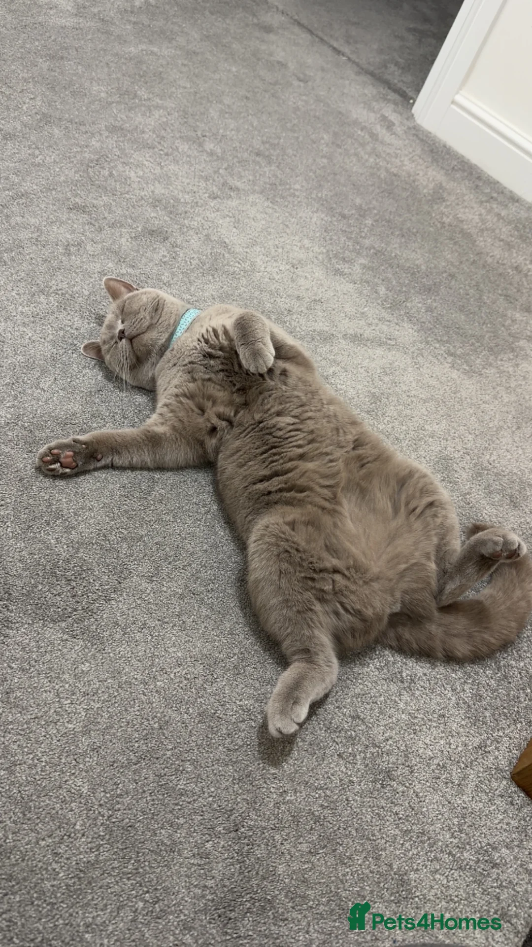 British Shorthair cats for sale: Qaswa  - Advert 3