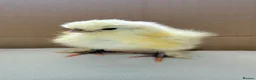 Mixed Breed poultry for sale: Adorable Silkie , Serama & Pekin Chicks - Advert 6