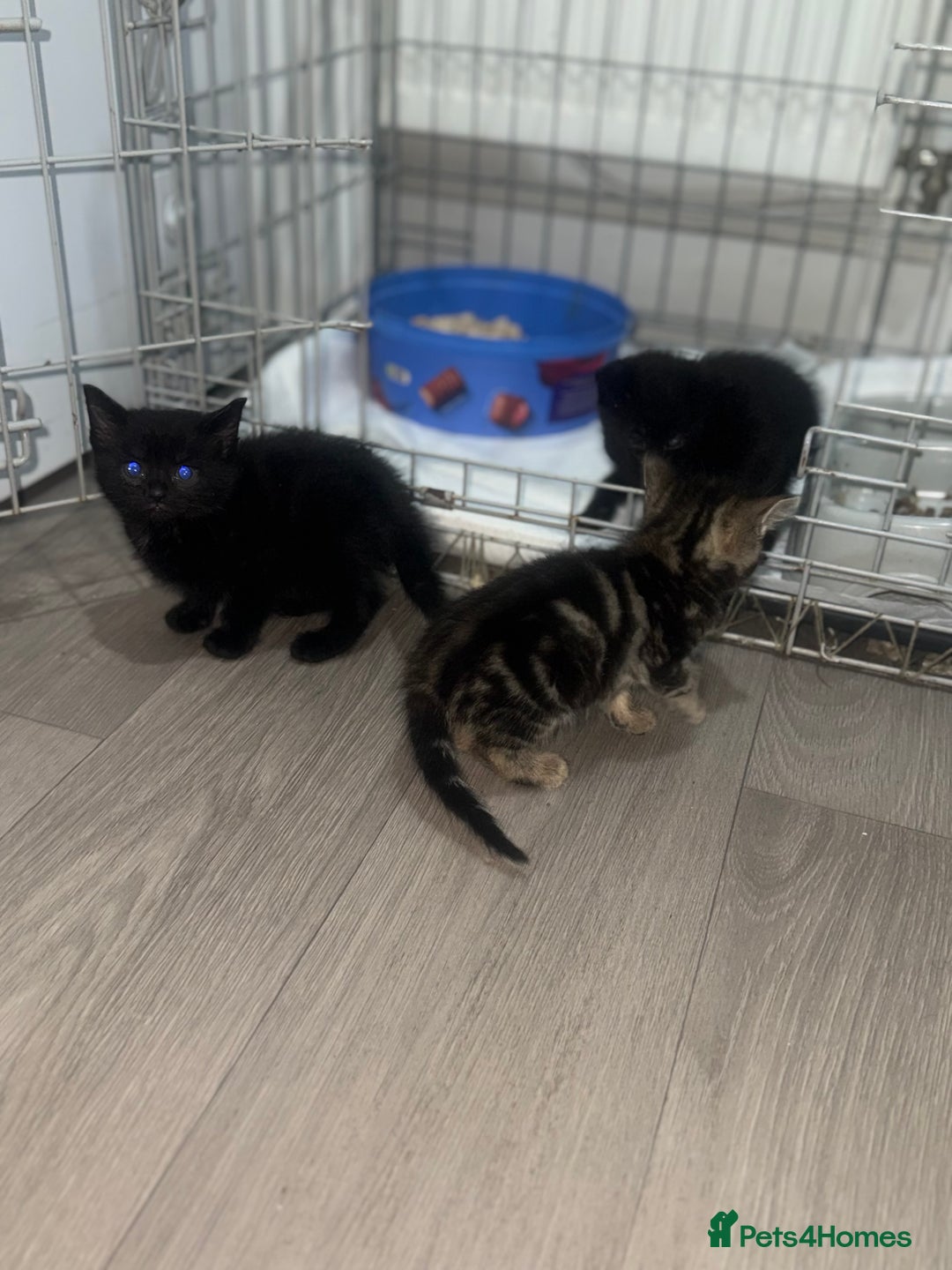 Mixed Breed cats for sale: 5 beautiful kittens for sale  - Advert 3