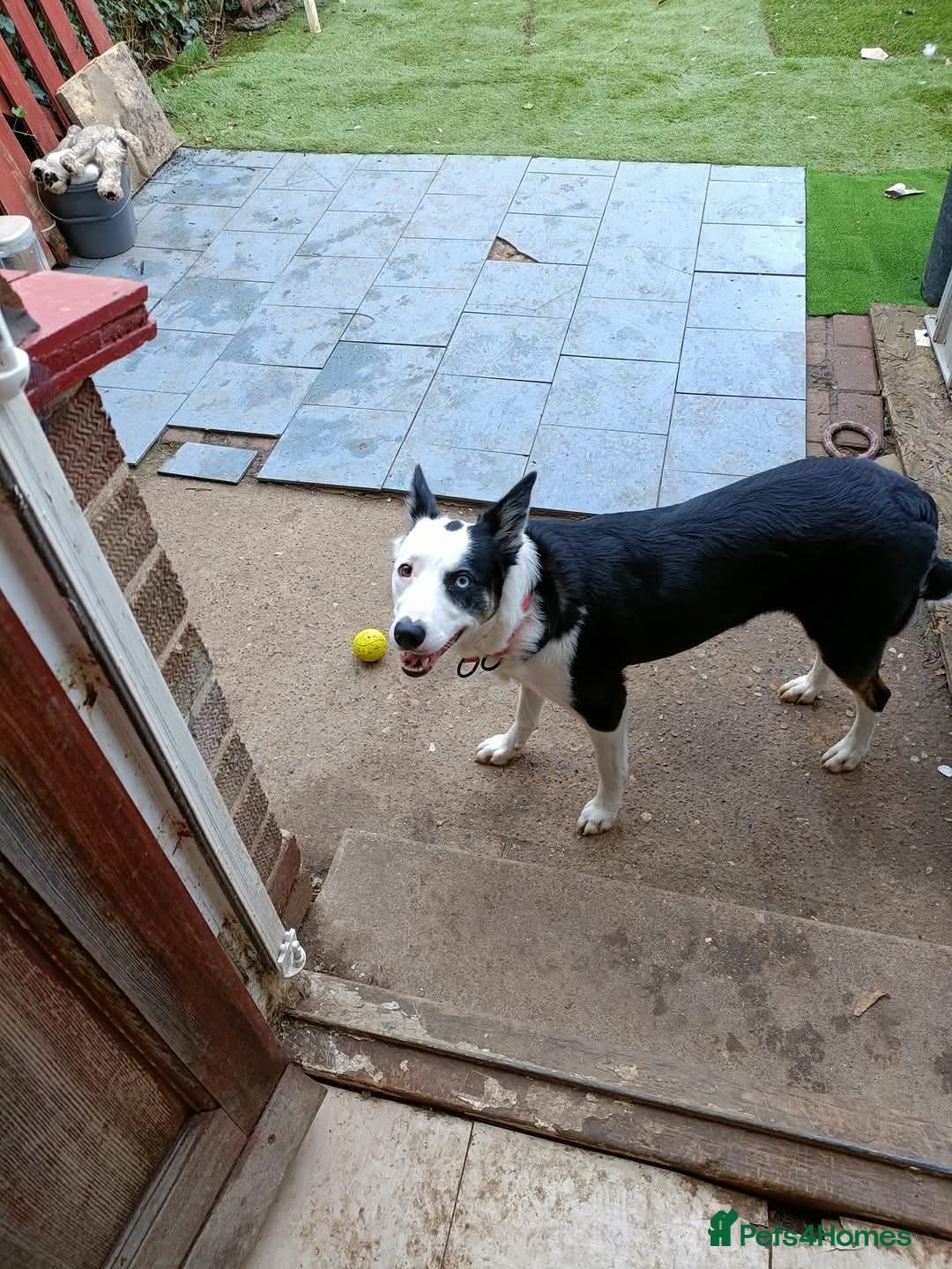 Mixed Breed dogs for sale: Husky cross border Collie  - Advert 1