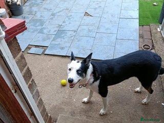 Mixed Breed dogs Husky cross border Collie - Advert 1