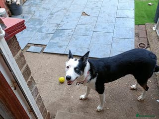 Mixed Breed dogs Husky cross border Collie - Advert 6