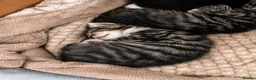 Mixed Breed cats for sale: Kittens - Advert 7