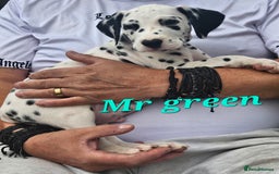 Dalmatian dogs for sale: Dalmatian puppies Ready now - Image 4
