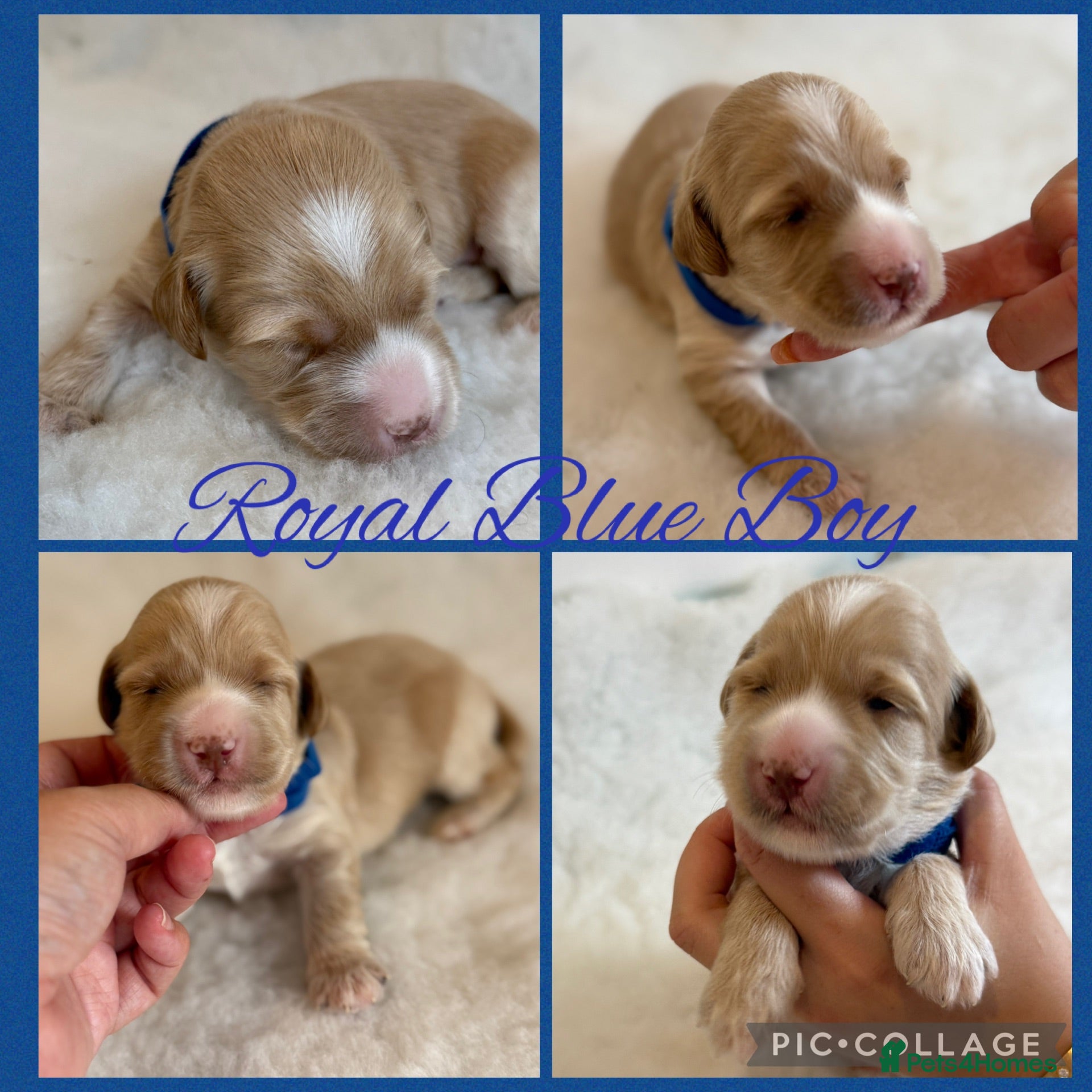 Australian Labradoodle dogs Multigenerational Australian Labradoodle puppies - Advert 2