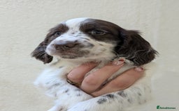English Springer Spaniel dogs for sale: Speckled boy,playful & kind natured,HEALTH TESTED - Image 13
