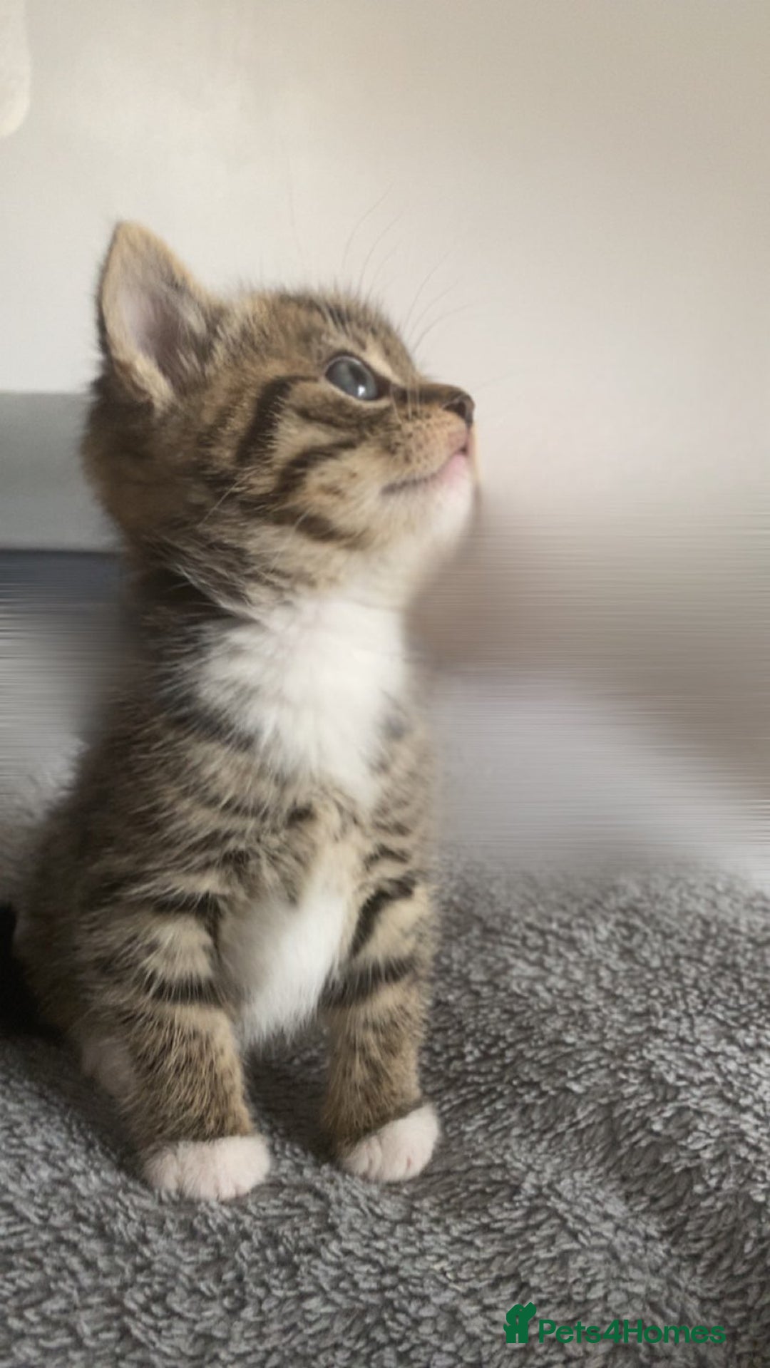 Mixed Breed cats for sale: 3 female kittens - Advert 4