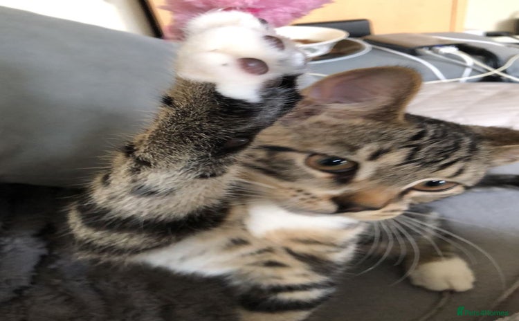 Domestic Shorthair cats - Advert 1