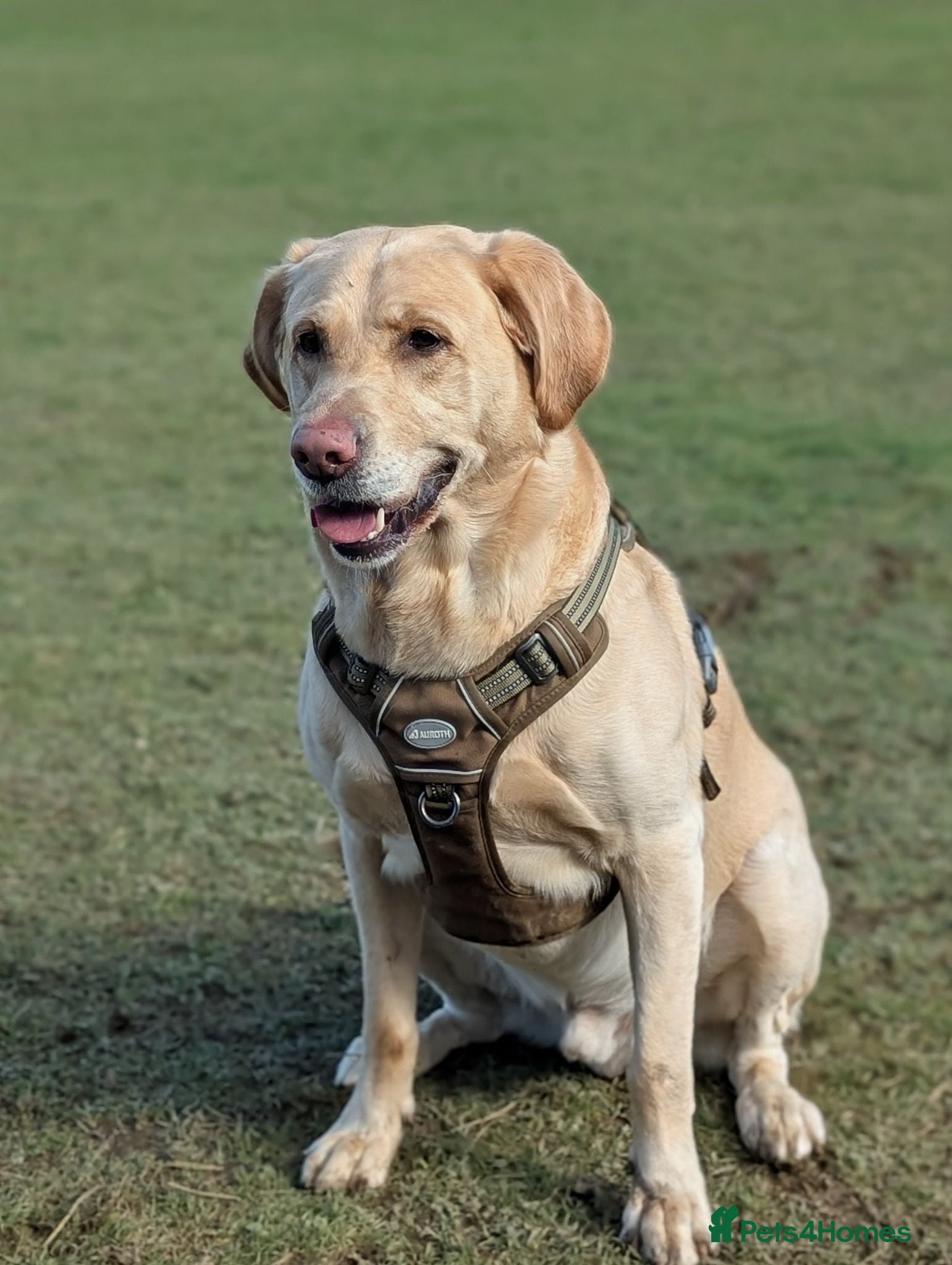 Labrador Retriever dogs Kobi  - Advert 1