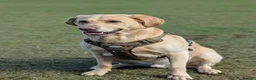 Labrador Retriever dogs for stud: Kobi  in Worthing - Advert 1