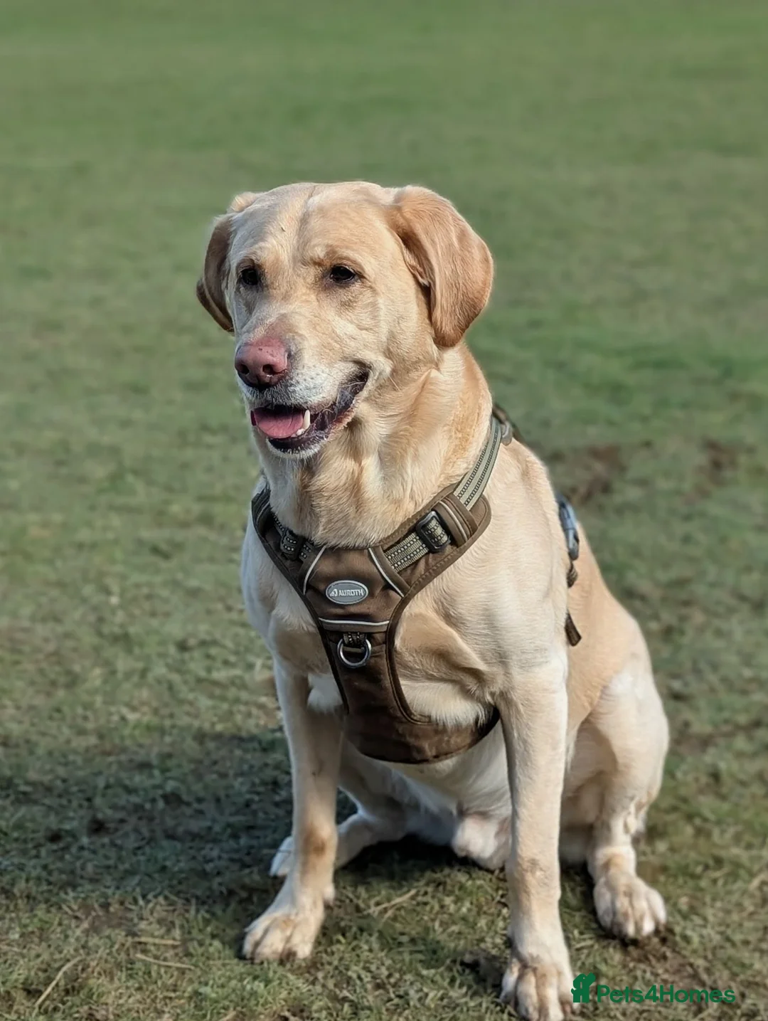 Labrador Retriever dogs for stud: Kobi  in Worthing - Advert 1