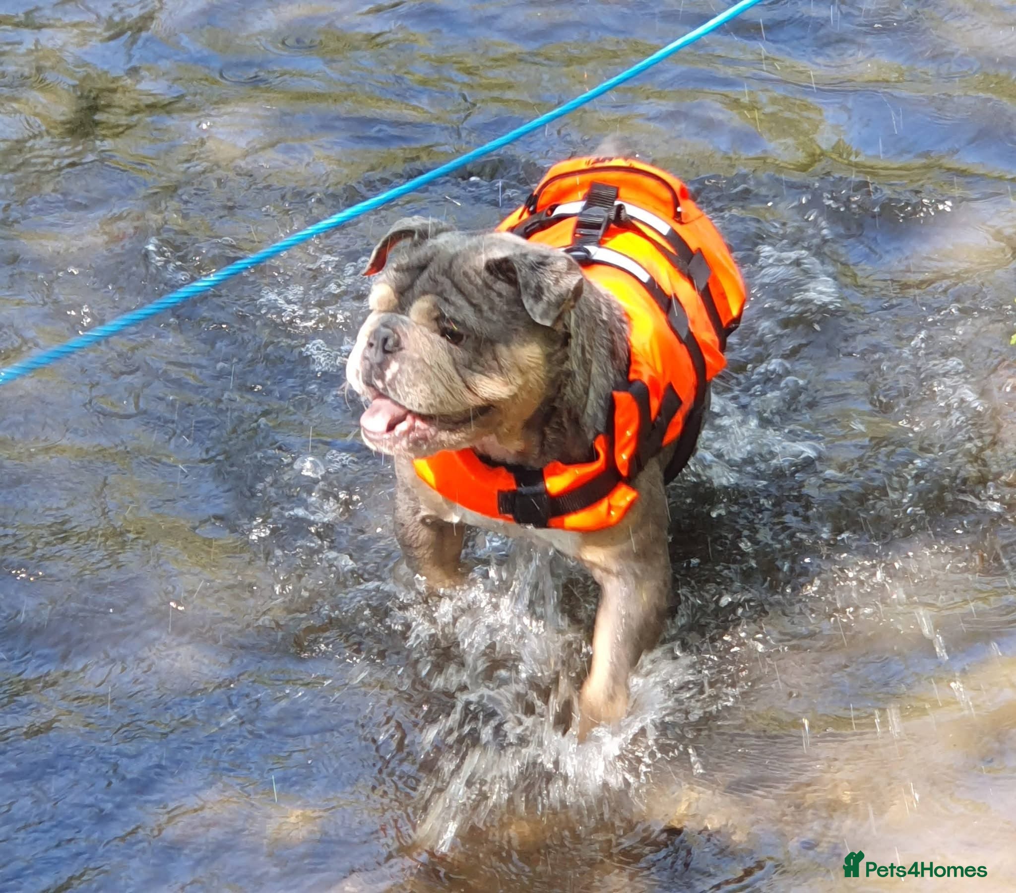English Bulldog dogs Pablo 4 year old English bulldog  - Advert 2
