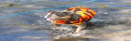 English Bulldog dogs for sale: Pablo 4 year old English bulldog  - Advert 1
