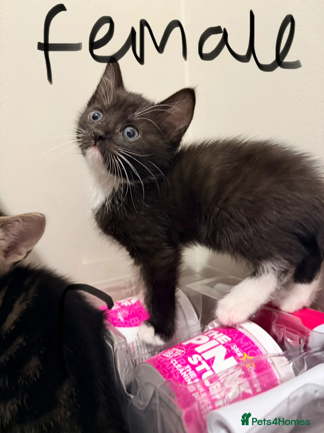 Mixed Breed cats for sale: 9 Beautiful mixed kittens in Olney - Advert 9