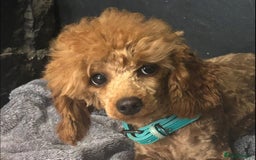 Toy Poodle dogs for sale: Lady red Kc toy poodle female  - Image 2