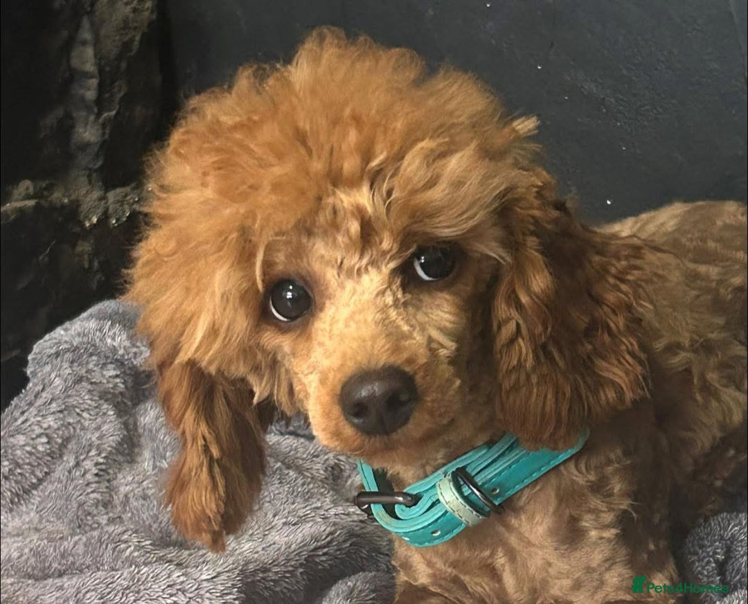 Toy Poodle dogs for sale: Lady red Kc toy poodle female  - Image 2