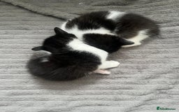 Mixed Breed cats for sale: Two charming female kittens - Image 1