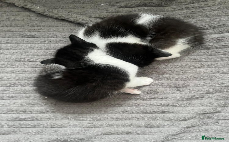 Mixed Breed cats - Advert 8